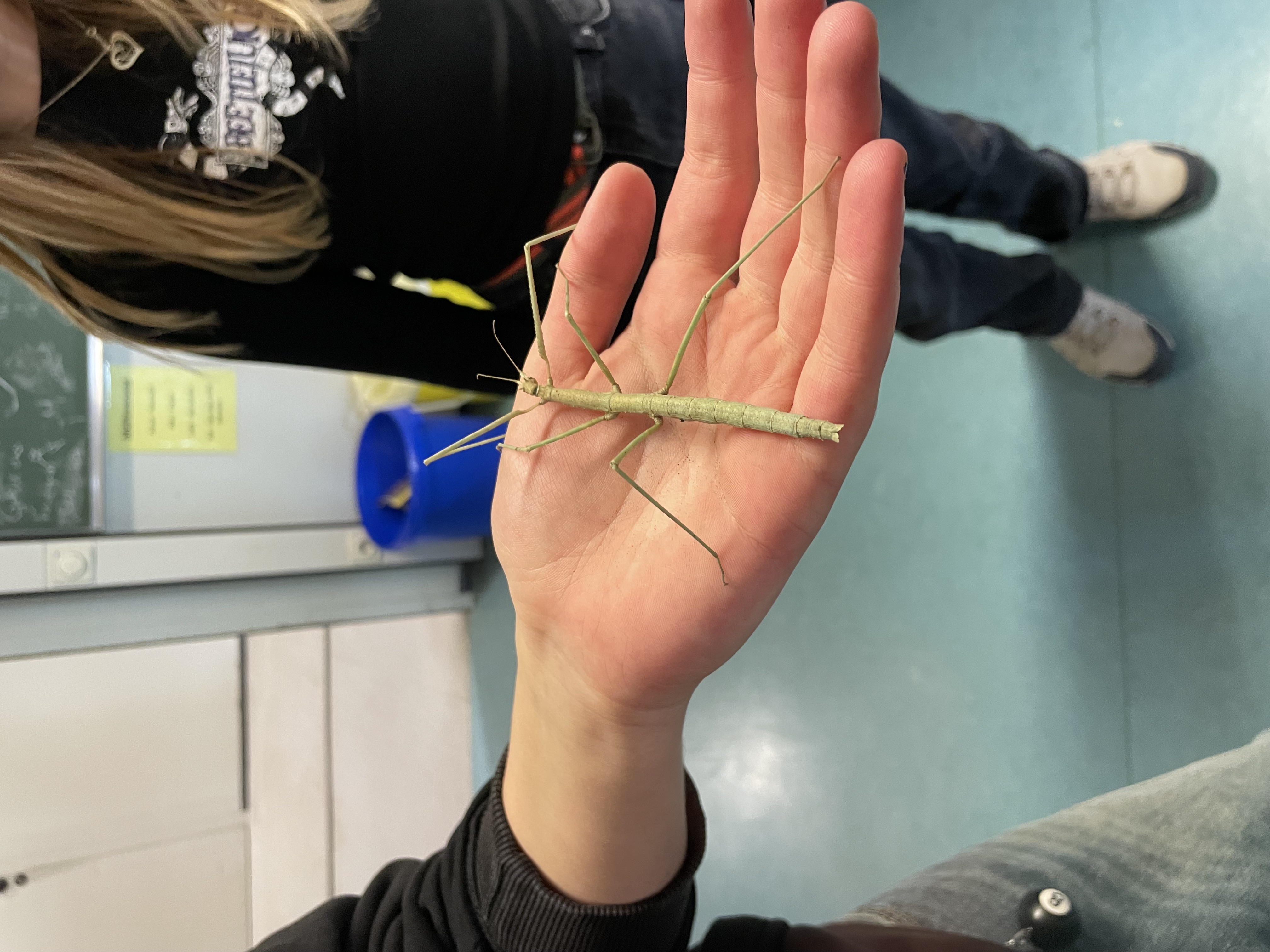 Neue Mitglieder der Schulgemeinschaft: Stabheuschrecken in der Biologie